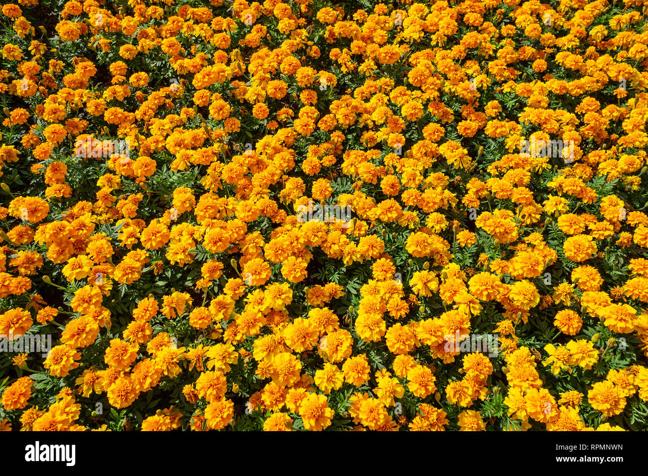 Hintergrund Bett von Golden Orange Blumen Stockfoto