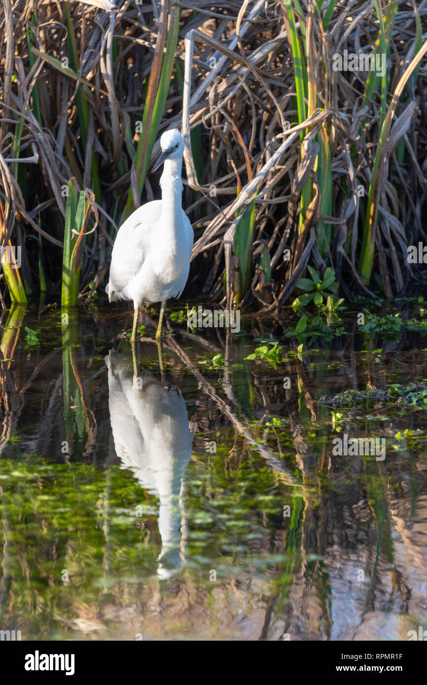 Seidenreiher (Egretta garzetta), Fluss Lea, Bedfordshire, England Stockfoto