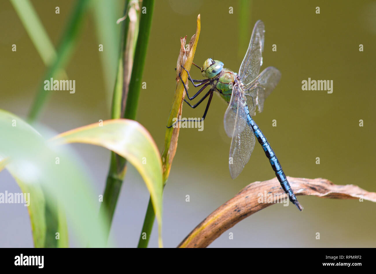 Kaiser Libelle im Garten Haus, Buckland Monachorum, Schilf im Arboretum See. Stockfoto