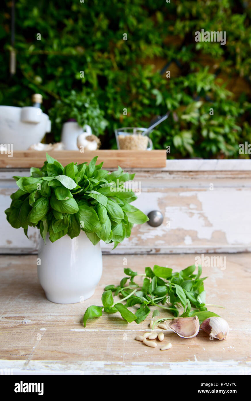 Einen Strauß mit frischen DOP-Genueser Basilikum in eine Kanne mit einige Blätter Basilikum und Knoblauch auf dem Tisch Stockfoto