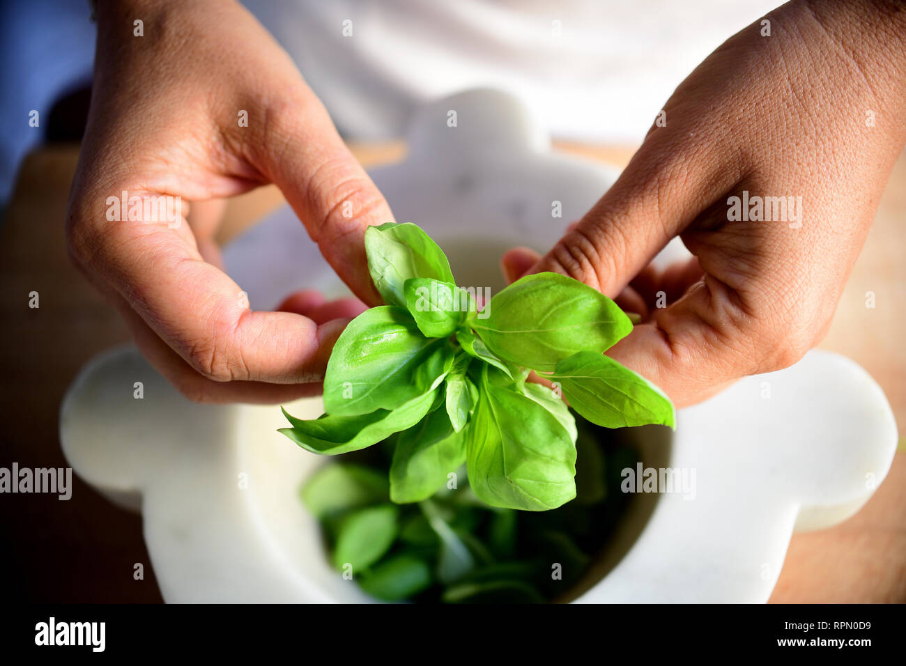 Eine Nahaufnahme der Hände eines weiblichen Koch Holding eine gesunde Stammzellen von frischem DOP-Genueser Basilikum Stockfoto
