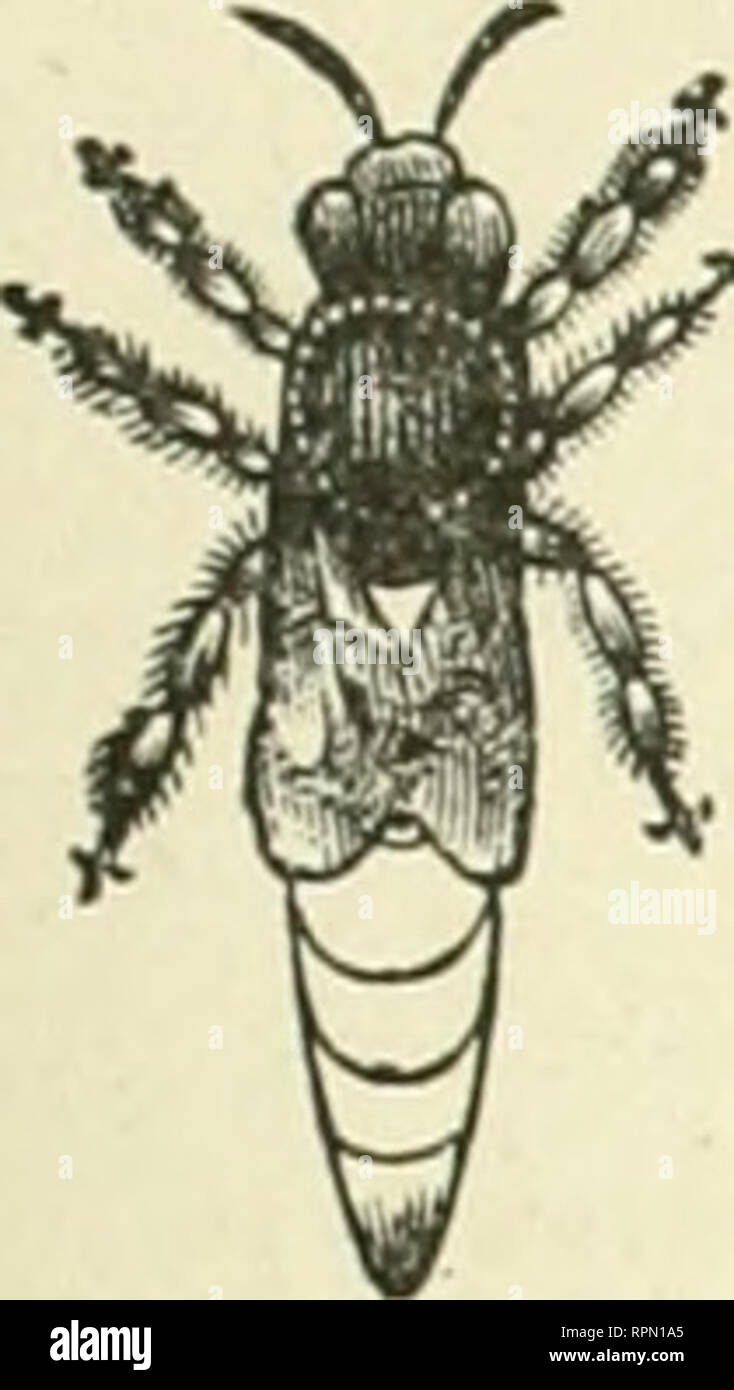 . American bee Journal. Biene Kultur; Bienen. Die AMERICAN BEE JOURNAL. 175 Stiftung - WIIOI^ ESALE und KETAIL. Händler in Bee-liefert werden gut daran tun, für unsere Großhandelspreise der Stiftung zu senden. Wir haben jetzt die umfangreichste Manufaktur der Stiftung im Land. Wir versenden in alle Teile der Vereinigten Staaten. Wir machen alle gängigen Stile, und unser Wachs ist nirgendwo für Sauberkeit, Reinheit und Schönheit erreicht werden. Extra dünne und brightfor Bectinns. Alle sbupes und Größen. Proben kostenlos auf Anfrage. CHAS. Dadant-maSSe &Amp; Sohn, "RED TAPE!" Hamilton. Hancock Co.111.. GOLDEN ITALIENISCHE QUEENS. - Fra Stockfoto