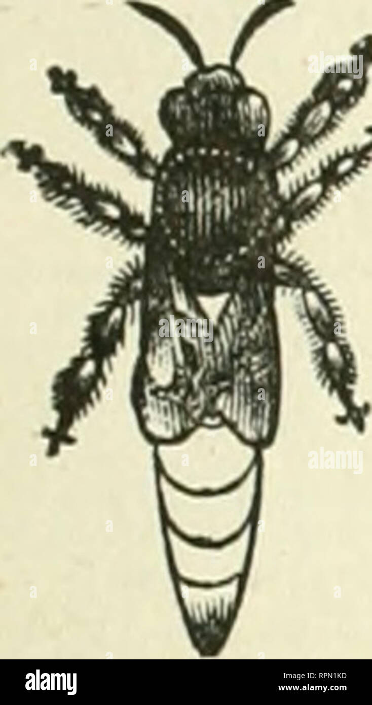 . American bee Journal. Biene Kultur; Bienen. Die AMERICAN BEE JOURNAL. 159 STIFTUNG WlIOr. i: SAI. E und RETAir.. Händler in Bee-liefert werden gut daran tun, für unsere vlioIt* siile Preise der Stiftung zu senden. Wir haben jetzt die iimat umfangreiche Manufaktur der Stiftung liun im Land. Wir versenden in alle Teile der Vereinigten Staaten. Wir machen alle gängigen Stile, unser Wachs ftnd ist nirgendwo für Sauberkeit, Reinheit und Schönheit erreicht werden. Extra dünne und brightfor eectinns. Alle Formen und Größen. Proben kostenlos auf Anfrage. GHAS. Dadant-maSSe &Amp; Sohn, Iwiy Hamilton. Hancock Co.111.. 60 LDEN ITALIENISCHE QUEENS. - FrameNucleus Stockfoto