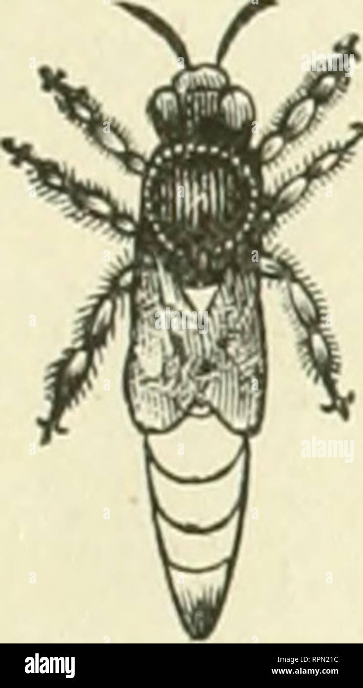 . American bee Journal. Biene Kultur; Bienen. Die AMERICAN BEE JOURNAL. 143 Stiftung "Whoi - ESAI^E UND KETAIK. Händler in Bee-liefert werden gut daran tun, für unsere Großhandelspreise der Stiftung zu senden. Wir haben jetzt die umfangreichste Manufaktur der Stiftung im Land. Wir versenden in alle Teile der Vereinigten Staaten. Wir machen alle gängigen Stile, und unser Wachs ist nirgendwo zu er entsprach für Sauberkeit, Reinheit iintl heauty. Extra dünne und brigUtfor Abschnitte. Alle aliapes und Größen. Proben kostenlos auf Anfrage. CHAS. Dadant-maSSe &Amp; Sohn, Iwiy Hamilton, Hancock Co.111.. GOLDEN ITALIENISCHE QUEENS. - Rahmen Nucleu Stockfoto
