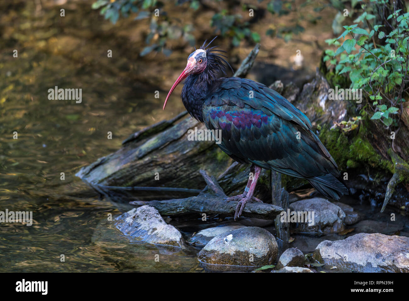 Die Northern Bald Ibis Einsiedler Ibis Lat Oder Waldrapp Geronticus die-northern-bald-ibis-einsiedler-ibis-lat-oder-waldrapp-geronticus
