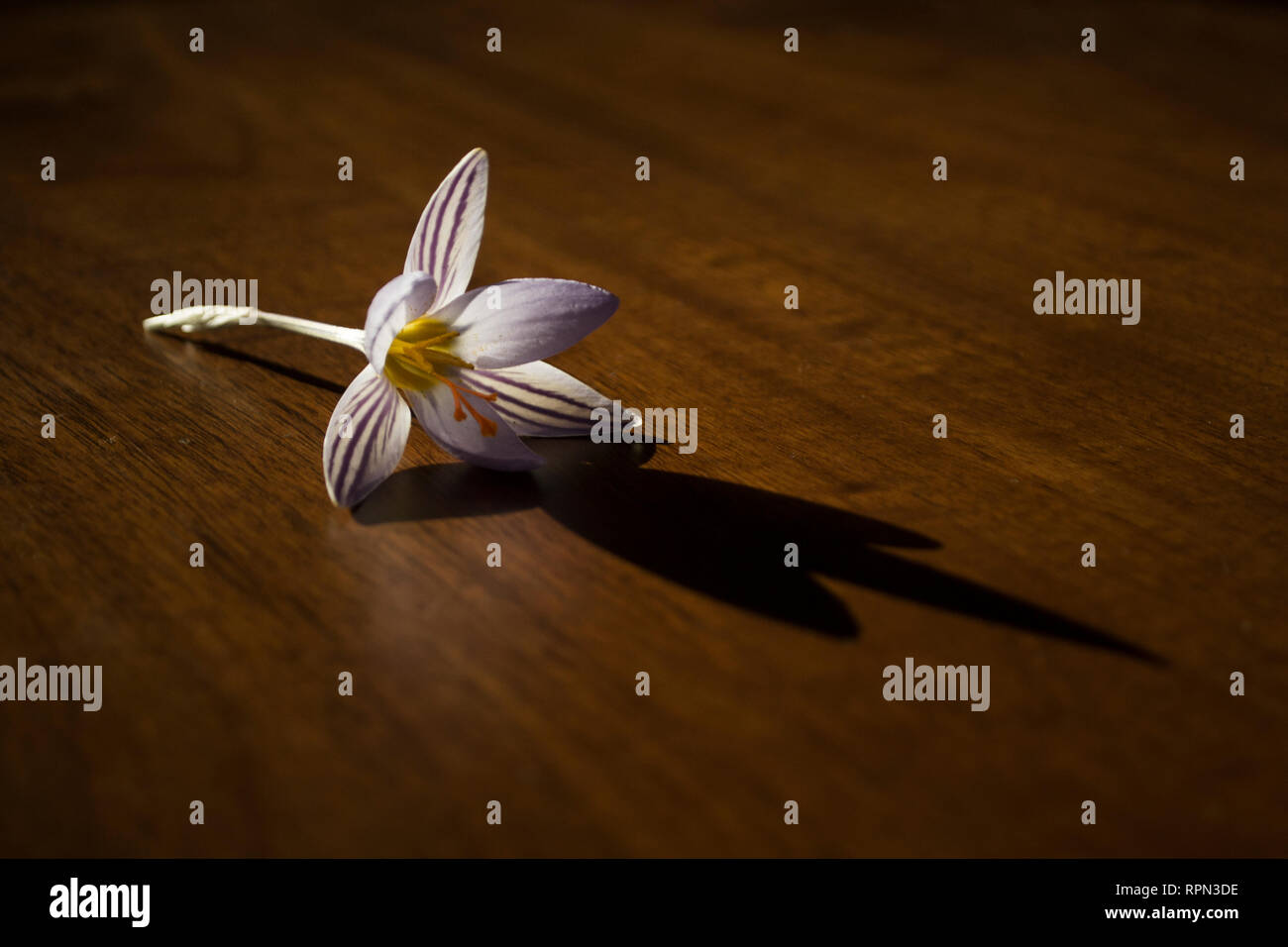 Crocus Blume auf dem hölzernen Tisch Stockfoto