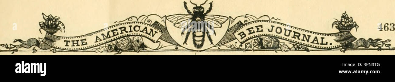 . American bee Journal. Biene Kultur; Bienen. 463 nicht glaube, es ist besser jetzt in Gebrauch. G.M.'s Doolittle Erfahrung mit Foundation war unbefriedigend. Er hatte mehrere Arten versucht, und Dunham benetzt, vielleicht das beste, in der früheren Eortion der Saison es schlecht abgesackt, ut, später im Sommer ist es nicht an allen sag; hat Kolonien füllen Bienenstöcke voller Kamm, wenn Sie kein Honig gesammelt wurden. Als LAN-Stiftung, er denke nicht, dass es irgendeinen hergestellt Er bereit wäre zu verwenden; gesehen hat es gebaut, und die Zellen über die Kabel würde der Boden bedeckt mit den Überresten von haben Stockfoto
