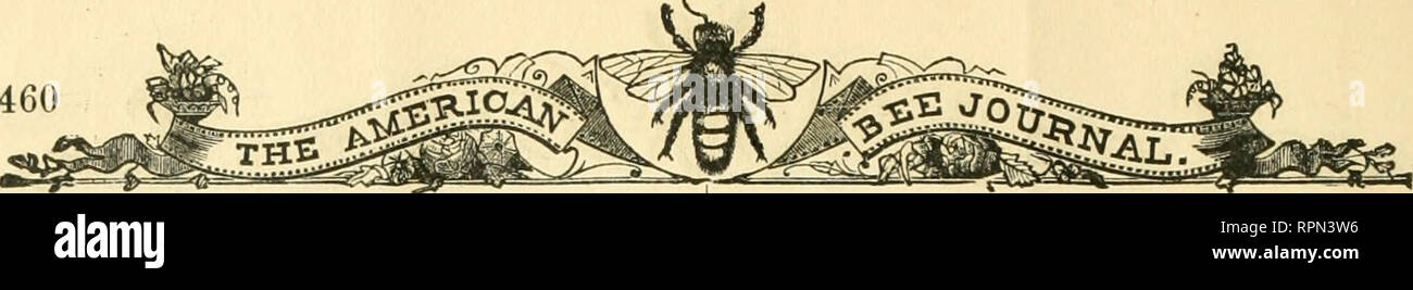 . American bee Journal. Biene Kultur; Bienen. 460 Durch die Verbrennung von Nesselsucht, Bienen, implementiert und alle; noch, nach einem Jahr oder zwei, die Krankheit - würde das Aussehen wieder in dem gleichen Hof. Die Medizin verwendet wurden, der entweder nicht zur Verhaftung der Krankheit in seinem Fortschritt, oder töten Bienen und Brut. Wie ich bereits sagte, diese Praxis der Feuerbestattung hat in der Mode in Germa-ny bis zu einem sehr späten Zeitpunkt, bis endlich die wahre Natur der Krankheit dis war bedeckt, und gleichzeitig das göreme - Werkzeuge und Methoden für die erfolgreiche Behandlung der Krankheit zu bekämpfen, wurden eingeführt. Ich bin Pro Stockfoto