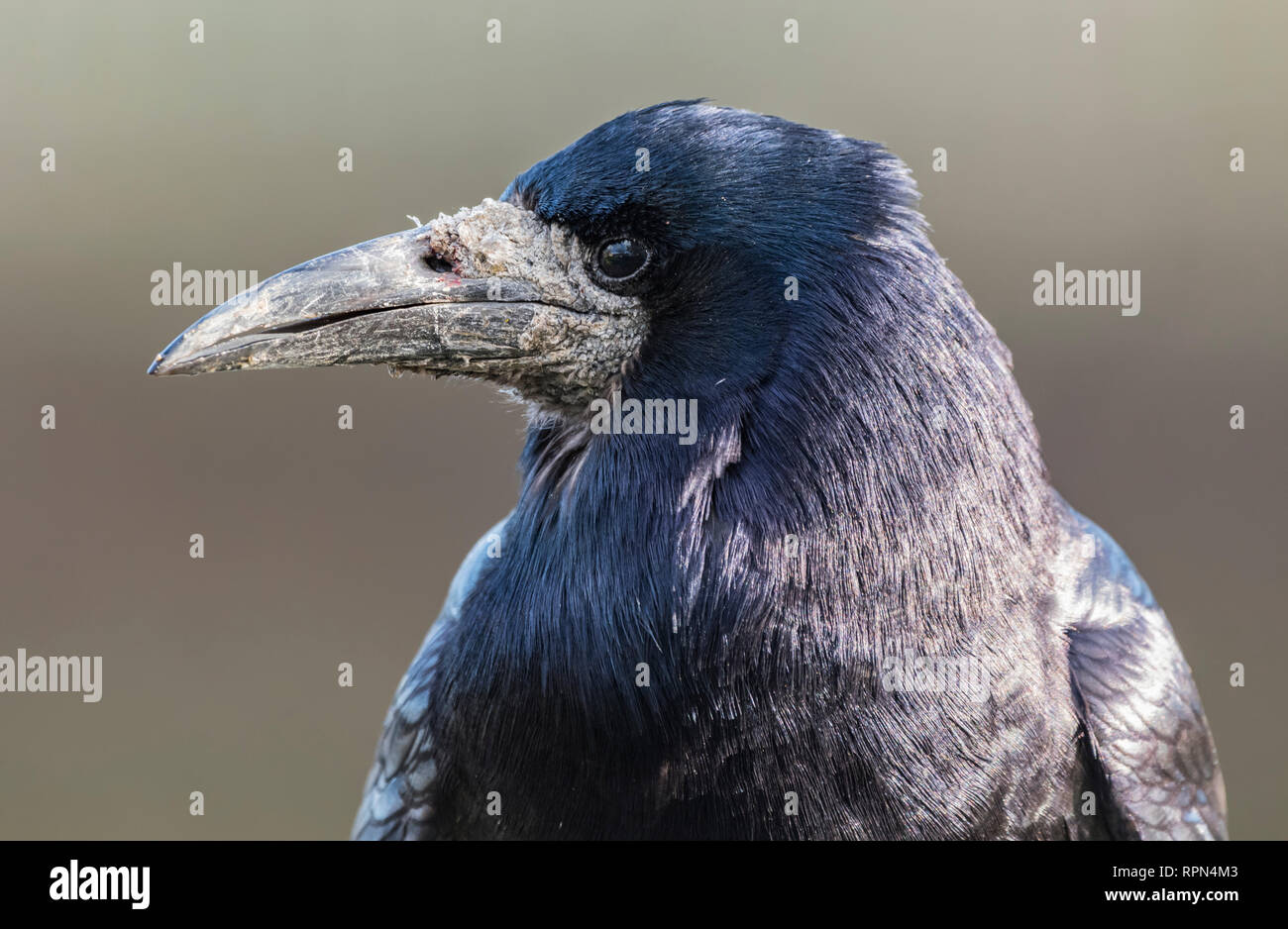 Seitenansicht Detailansicht der Kopf eines Erwachsenen Saatkrähe (Corvus frugilegus) mit dicken grauen Bill im Winter in West Sussex, UK. Stockfoto