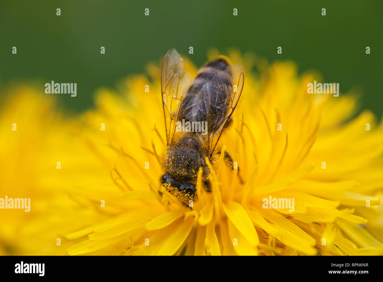 Zoologie/Tiere, Insekten (Insecta), Biene auf Löwenzahn (Taraxacum), Blume, Additional-Rights - Clearance-Info - Not-Available Stockfoto