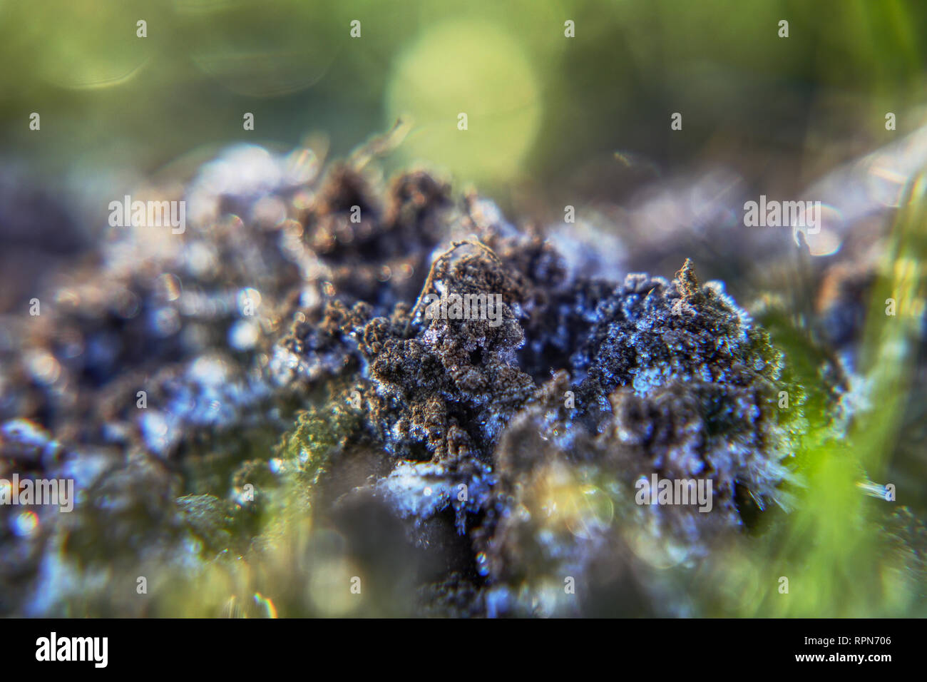 Eine Mole Hill im Garten sieht schön im Detail. Eine fesselnde Ton mit Raureif in kalten Tagen. Stockfoto