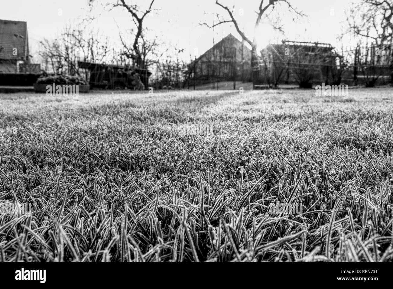 Eine schwarze und weiße Landschaft des Garten. Ein schwarz-weißes Gras bedeckt Raureif im Morgenlicht. So verloren und düstere Atmosphäre. Stockfoto