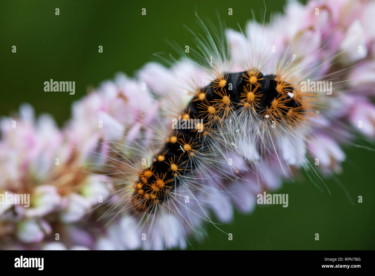Zoologie/Tiere, Insekten, knappe Dolch (Acronicta Auricoma), Caterpillar auf Europäischen bistort, Obere, Additional-Rights - Clearance-Info - Not-Available Stockfoto