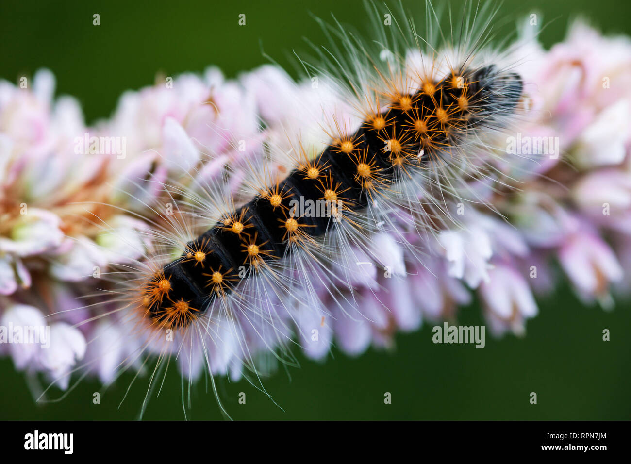 Zoologie/Tiere, Insekten, knappe Dolch (Acronicta Auricoma), Caterpillar auf Europäischen bistort, Obere, Additional-Rights - Clearance-Info - Not-Available Stockfoto