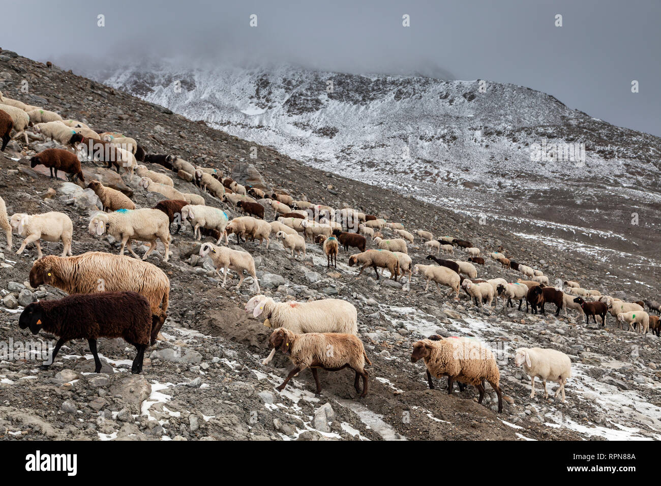 Zoologie/Tiere, Säugetier/Säugetier-, Schafe, Rinder, die von dem Schnalstal Hirten, sheps am N, Additional-Rights - Clearance-Info - Not-Available Stockfoto