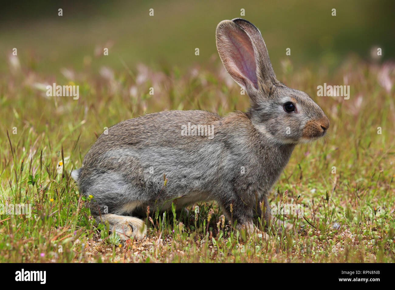 Zoologie/Tiere, Säugetiere (Mammalia), Europäische Kaninchen, Oryctolagus cuniculus, Spanien, Additional-Rights - Clearance-Info - Not-Available Stockfoto