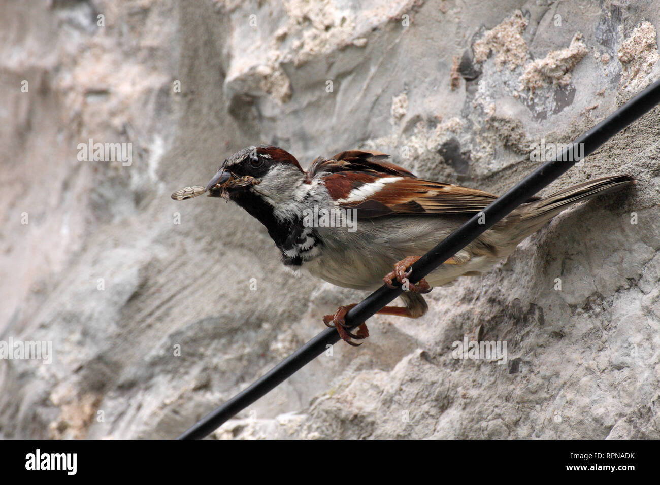 Dieses Haus Sparrow wurde auf einem Kabel-/Rohr darunter eaves von Haus mit geflügelte Insekt im Schnabel thront. Ihr Nest in der Nähe war und war wahrscheinlich die Fütterung junger. Stockfoto