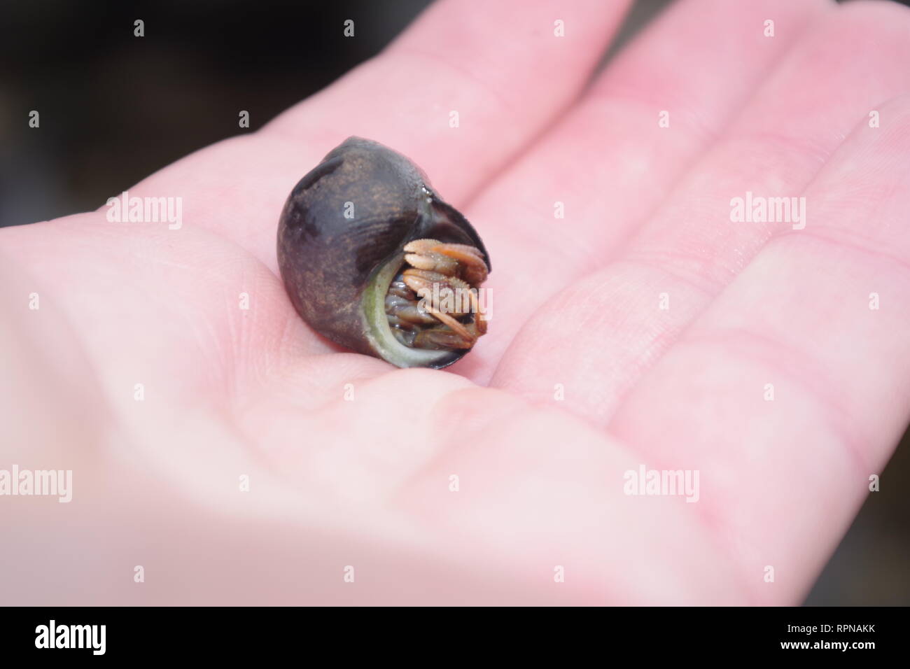 Einsiedlerkrebs in der Hand im Rockpool entlang der Fife Küste gefunden. Schottland, Großbritannien. Stockfoto