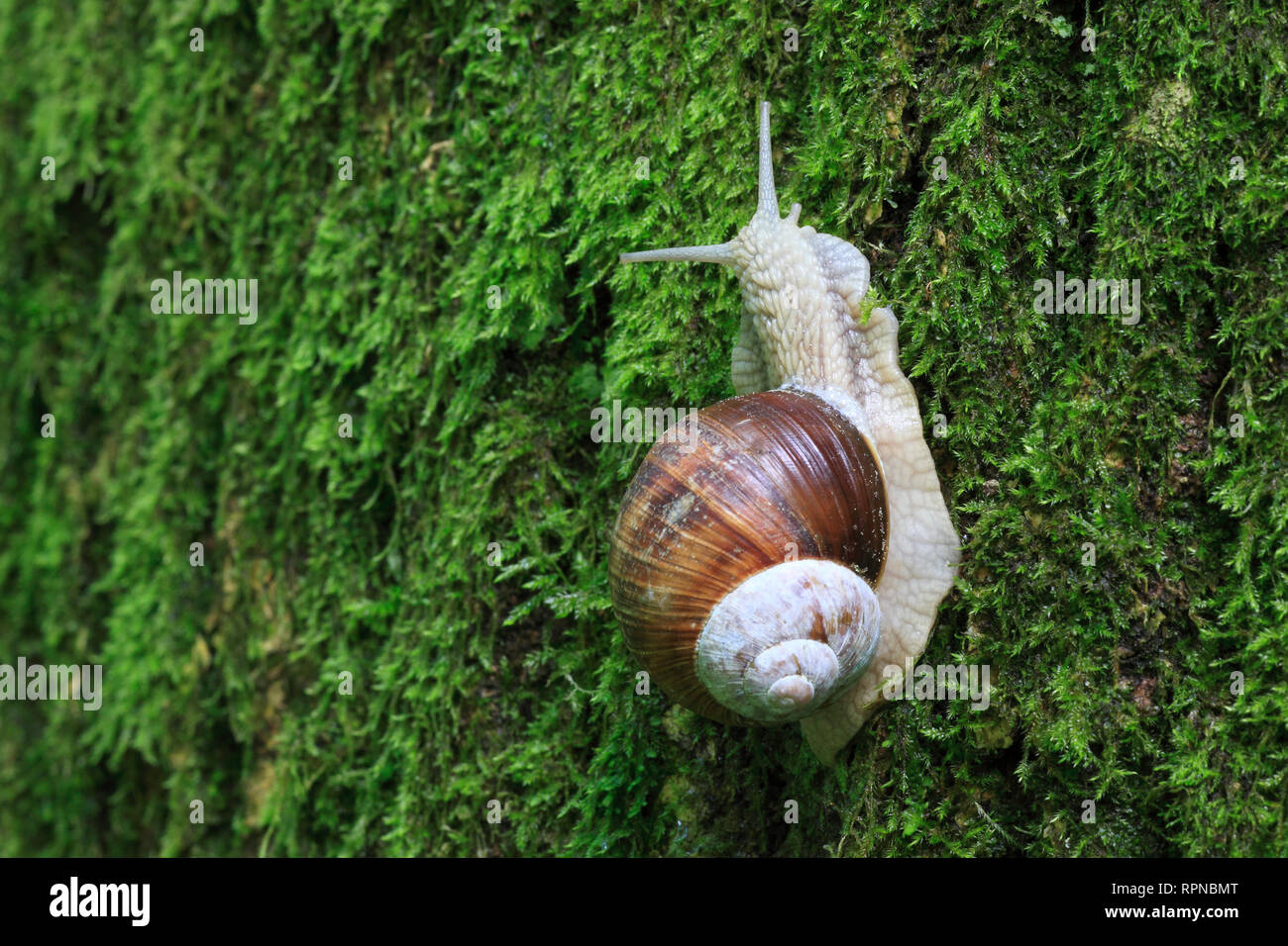 Zoologie/Tiere, Weichtiere (Mollusca), Weinbergschnecke, Helix pomatia, escargot, Schweiz, Additional-Rights - Clearance-Info - Not-Available Stockfoto