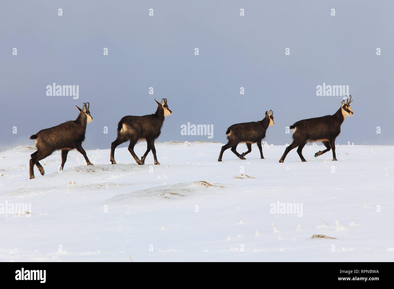 Zoologie/Tiere, Säugetiere (Mammalia), Gemsen, Gämsen, Rupicapra Rupicapra, alpine Gämsen, Schweiz, Additional-Rights - Clearance-Info - Not-Available Stockfoto
