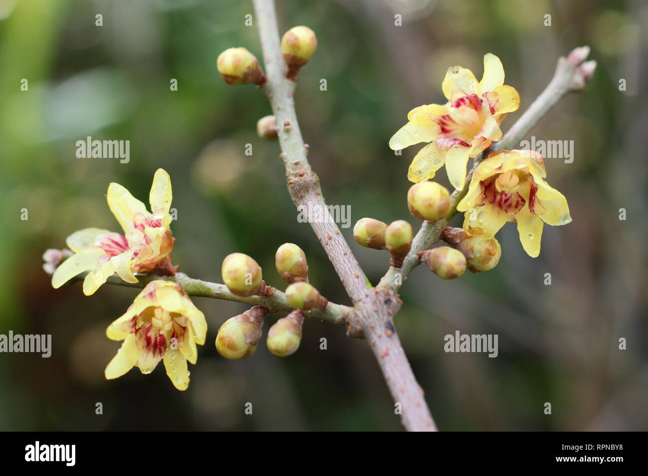 Duftende blumen Fotos und Bildmaterial in hoher Auflösung Alamy
