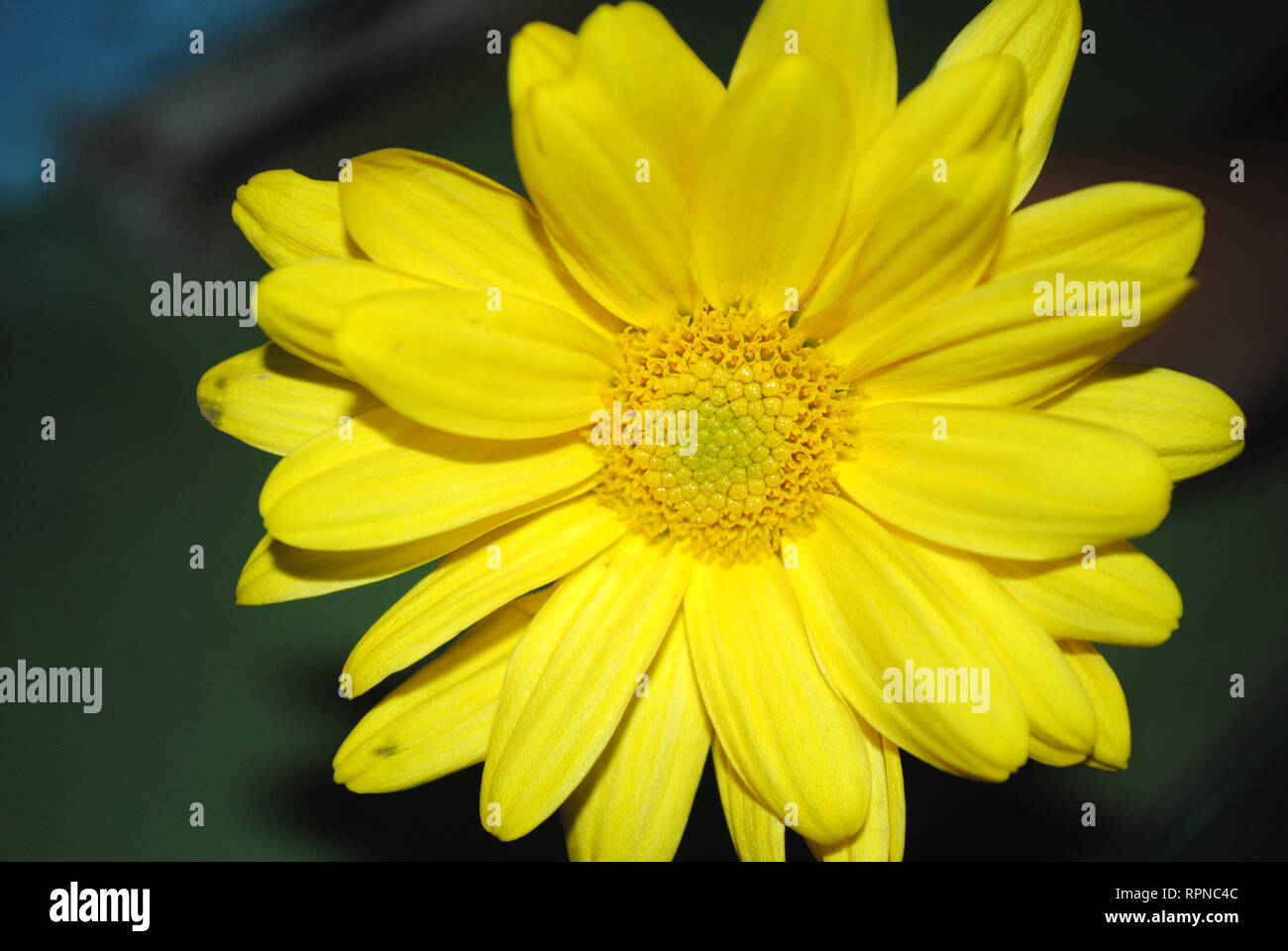 gelbe Chrysantheme Blume Stockfoto