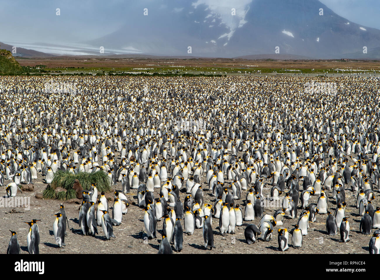 King Penguin Colony, Salisbury Plains, Südgeorgien Stockfoto