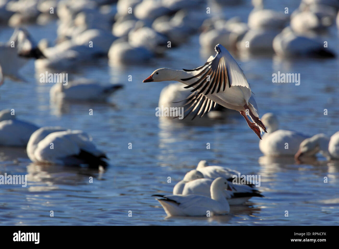 Zoologie/Tiere, Vogel/Vögeln (Aves), Snow Goose, Anser caerulescens, USA, Additional-Rights - Clearance-Info - Not-Available Stockfoto