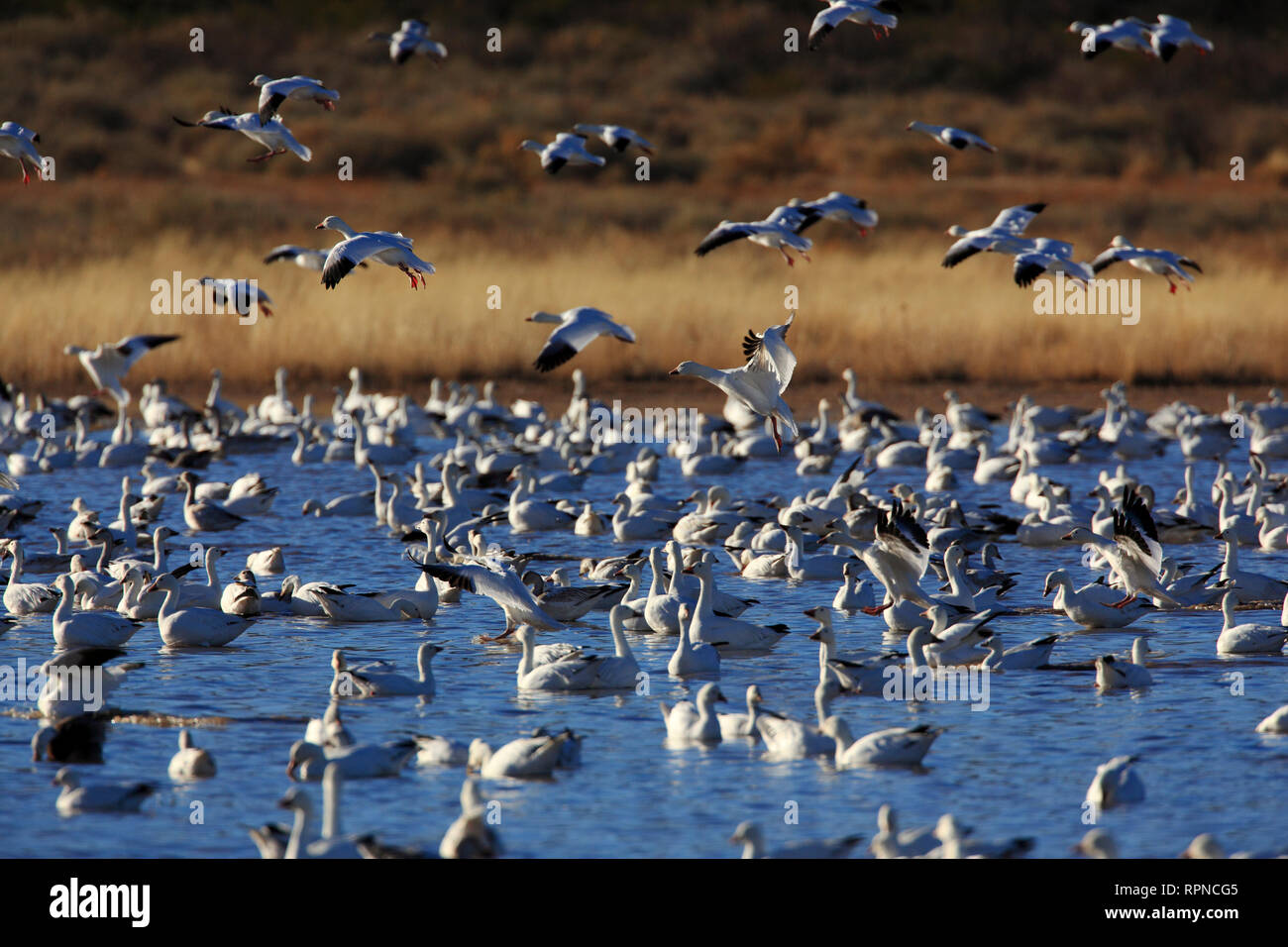 Zoologie/Tiere, Vogel/Vögeln (Aves), Snow Goose, Anser caerulescens, USA, Additional-Rights - Clearance-Info - Not-Available Stockfoto