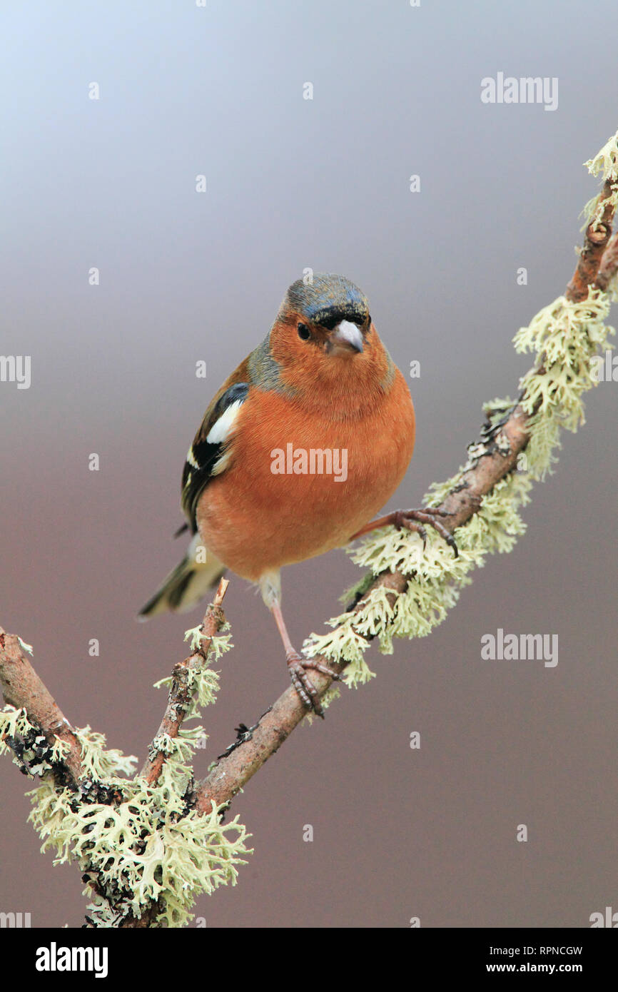 Zoologie/Tiere, Vogel/Vögeln (Aves), Buchfink, Fringilla Coelebs, Buchfink, Schottland, Additional-Rights - Clearance-Info - Not-Available Stockfoto