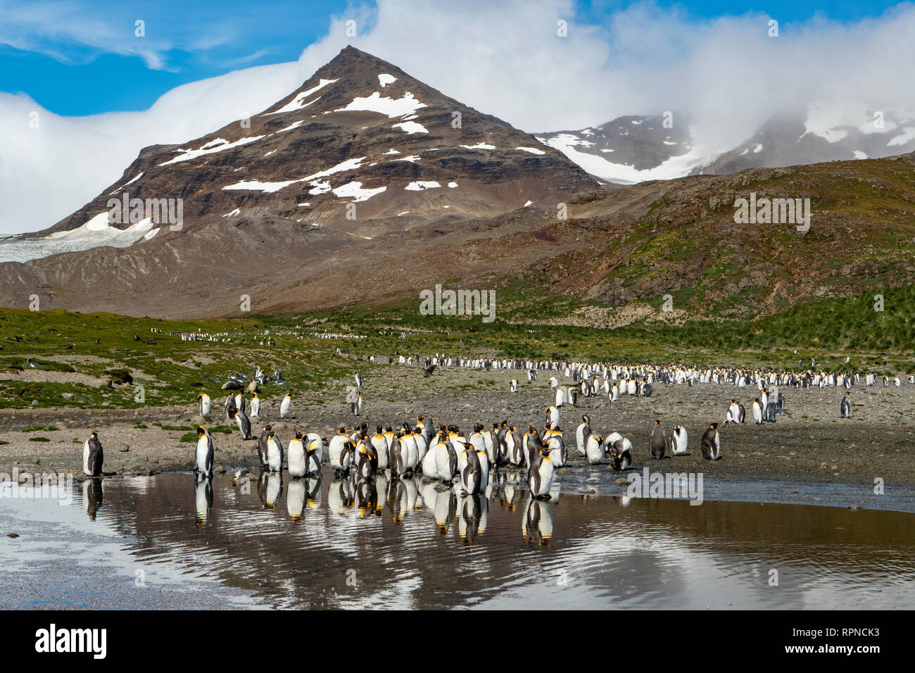 König Pinguine Aptenodytes patagonica, Salisbury Plains, Südgeorgien Stockfoto