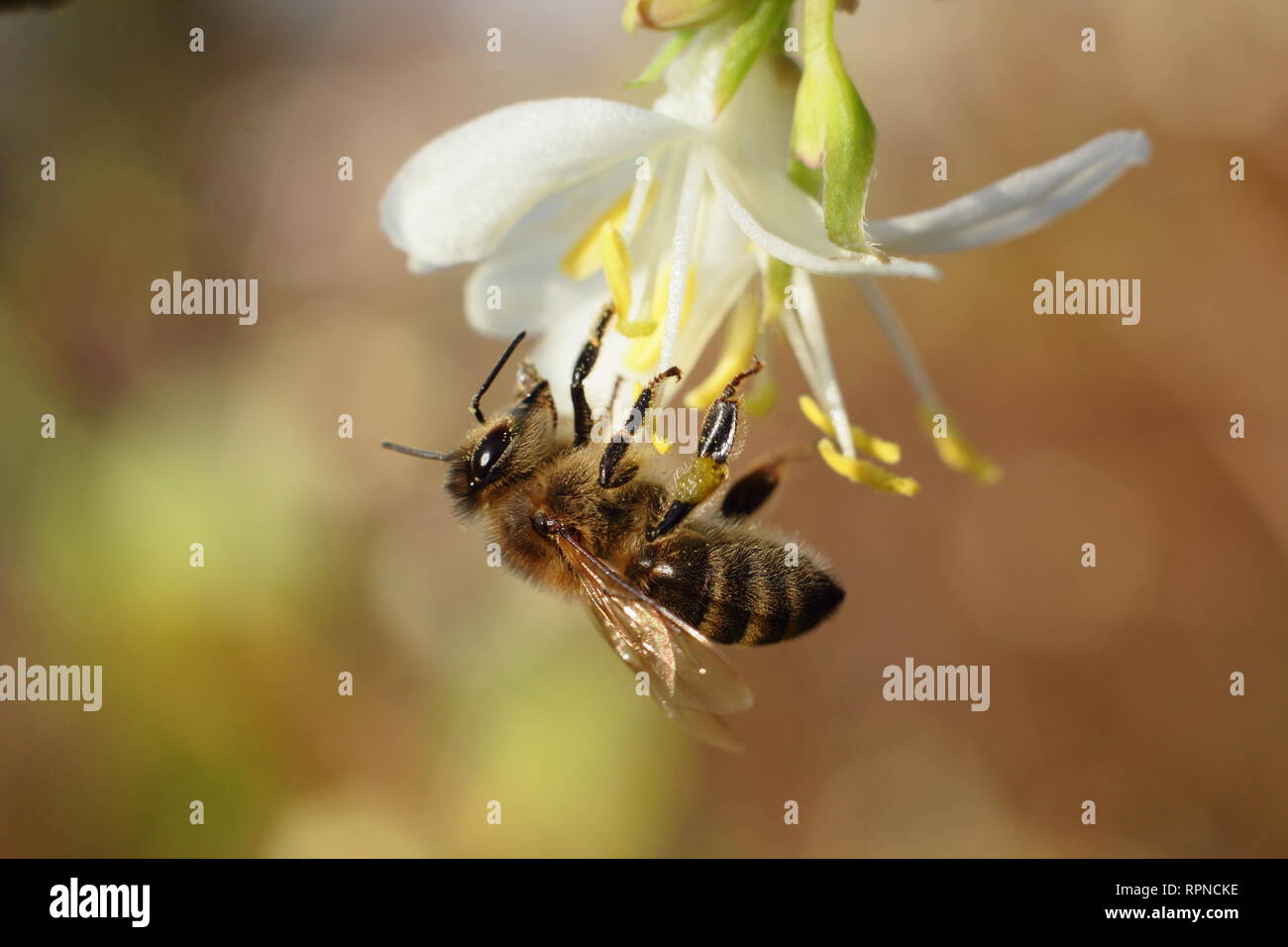 Apis mellifera auf Lonicera x purpusii 'Winter Beauty. Honig Biene auf Winter Geißblatt in einem Englischen Garten im Januar, Großbritannien Stockfoto