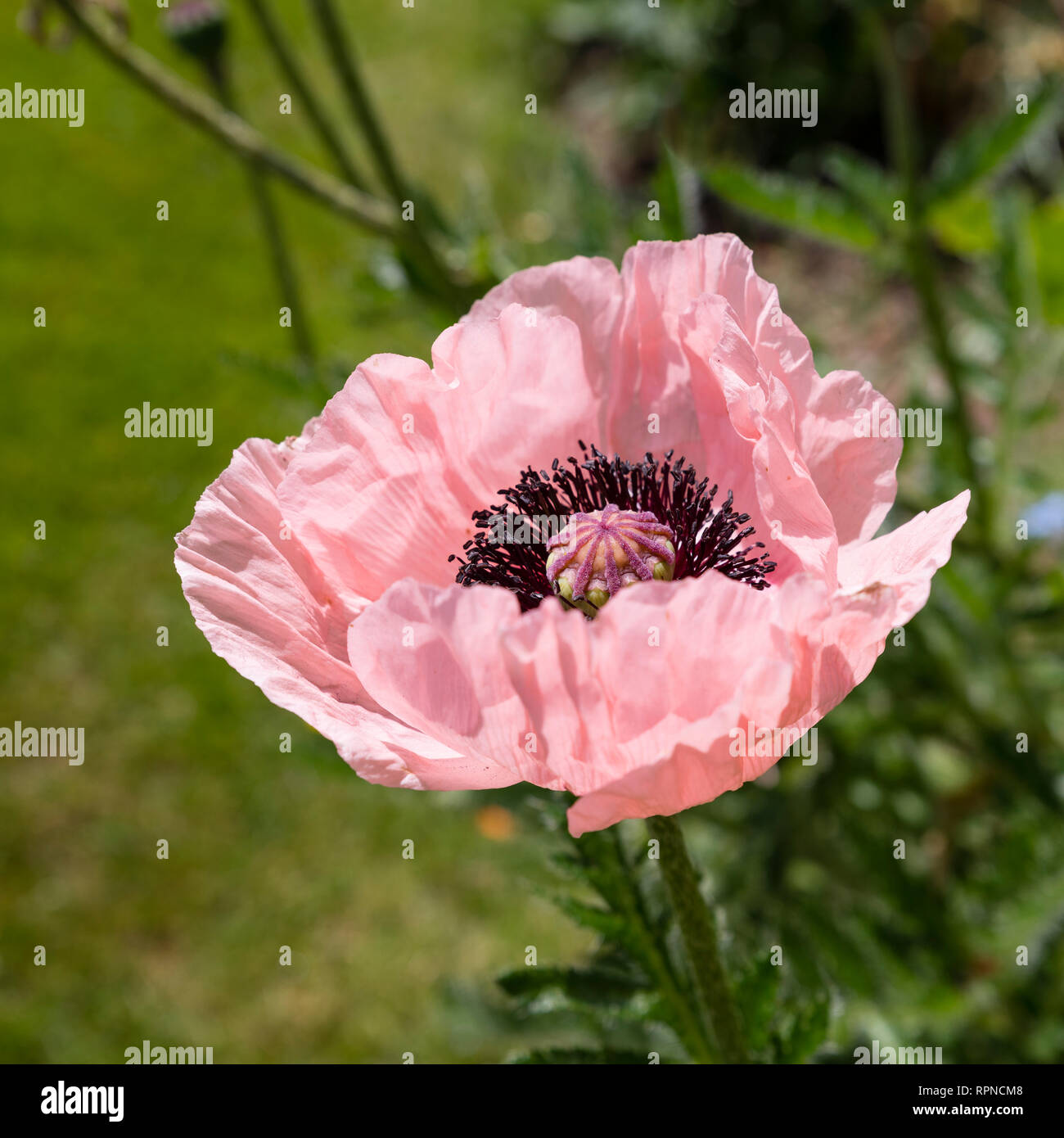 Eine mehrjährige rosa Mohnblüte Stockfoto