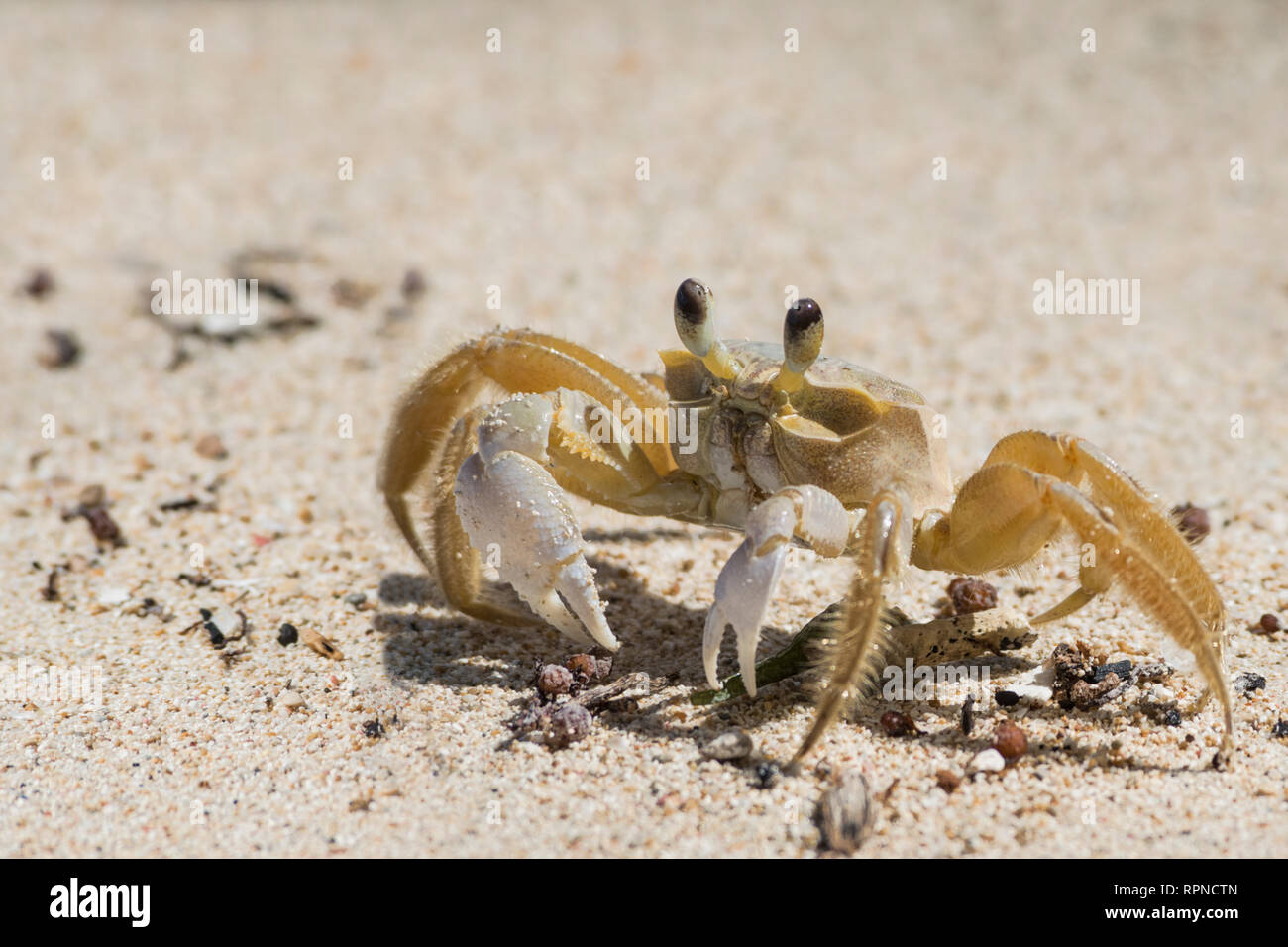 Zoologie/Tiere, Schalentiere (Krebstiere), Ghost Crab, Port Antonio, Jamaika, Additional-Rights - Clearance-Info - Not-Available Stockfoto