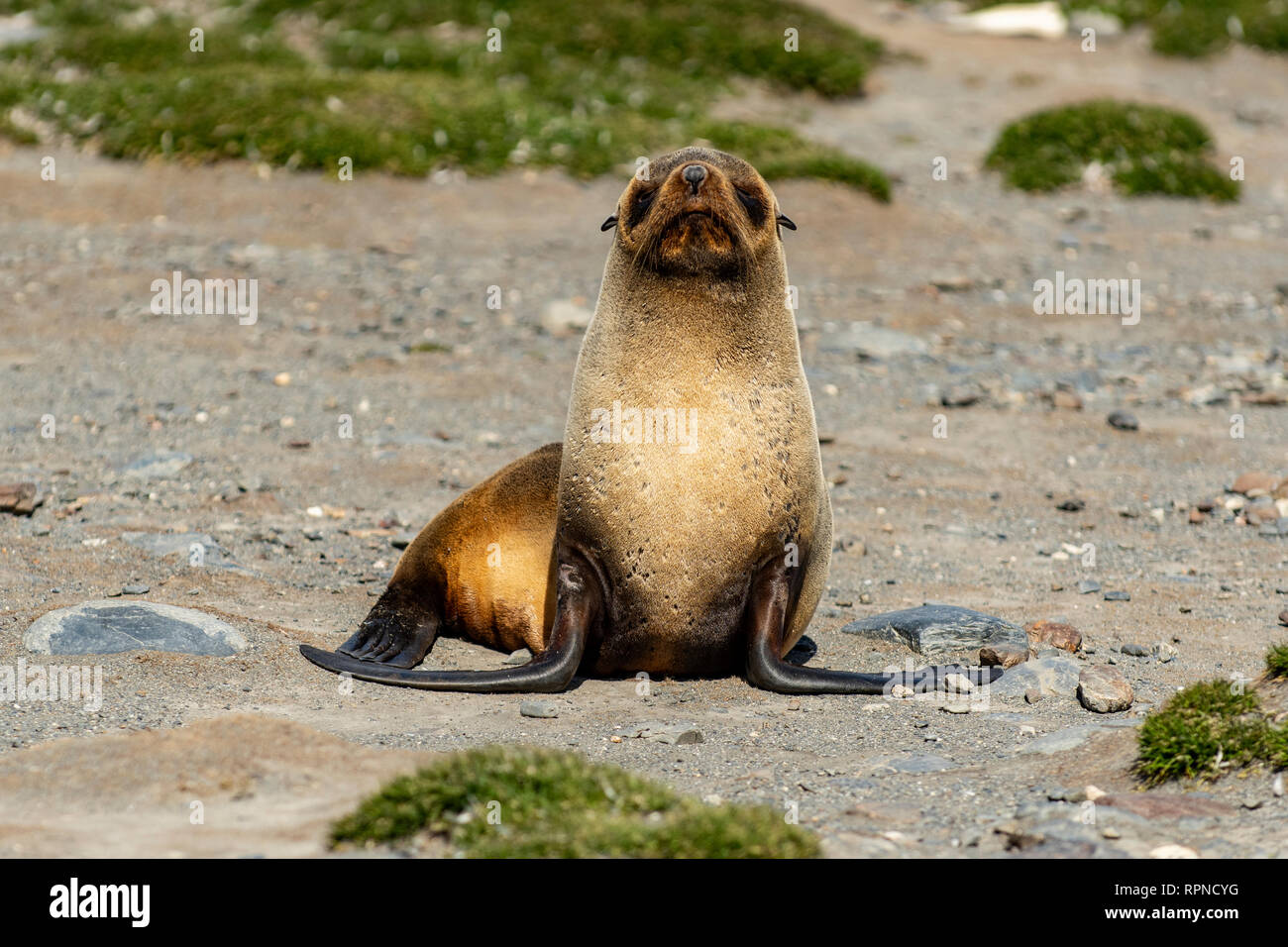 Blond Antarktis fur Seal, Arctocephalus gazella, Salisbury Plains, Südgeorgien Stockfoto