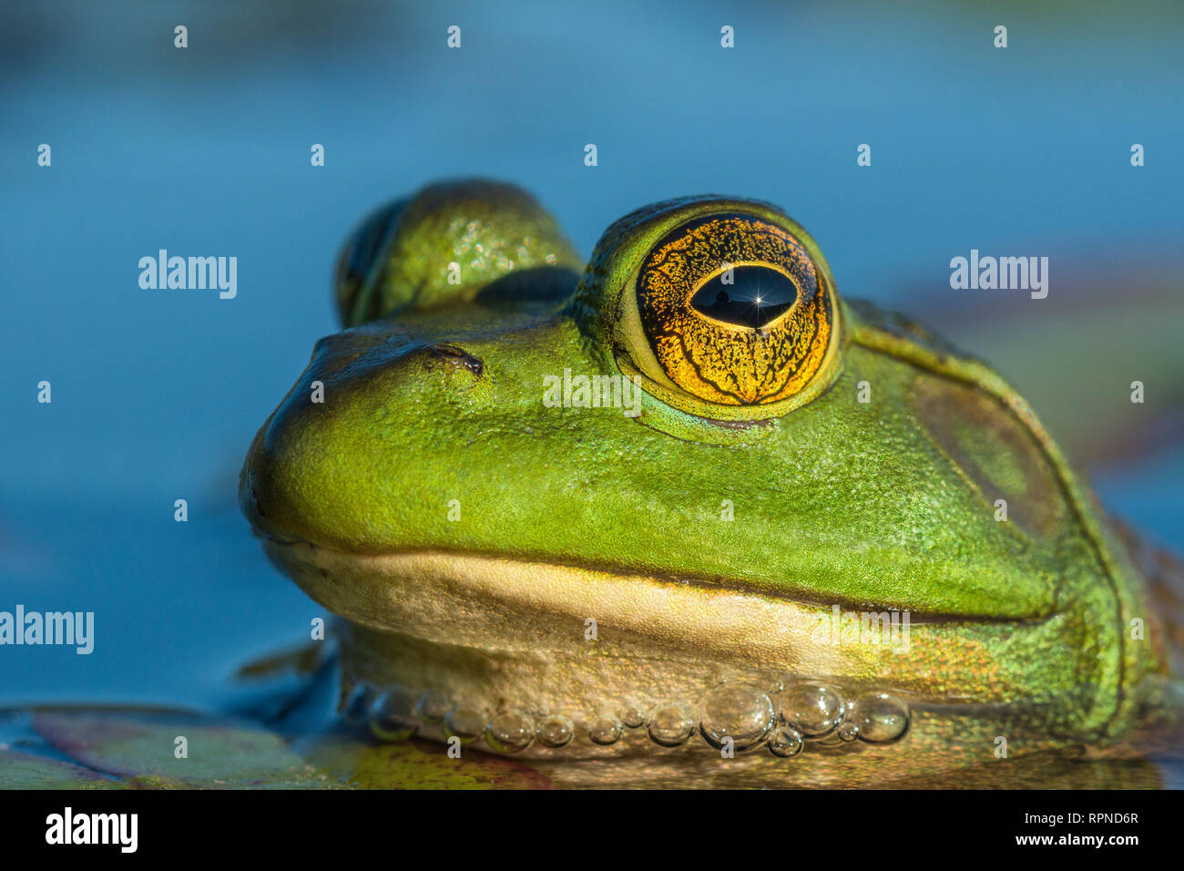 Zoologie/Tiere, Amphibien (Amphibia), Ochsenfrosch (Rana catesbeiana) in Feuchtgebieten am Hufeisensee in M, Additional-Rights - Clearance-Info - Not-Available Stockfoto