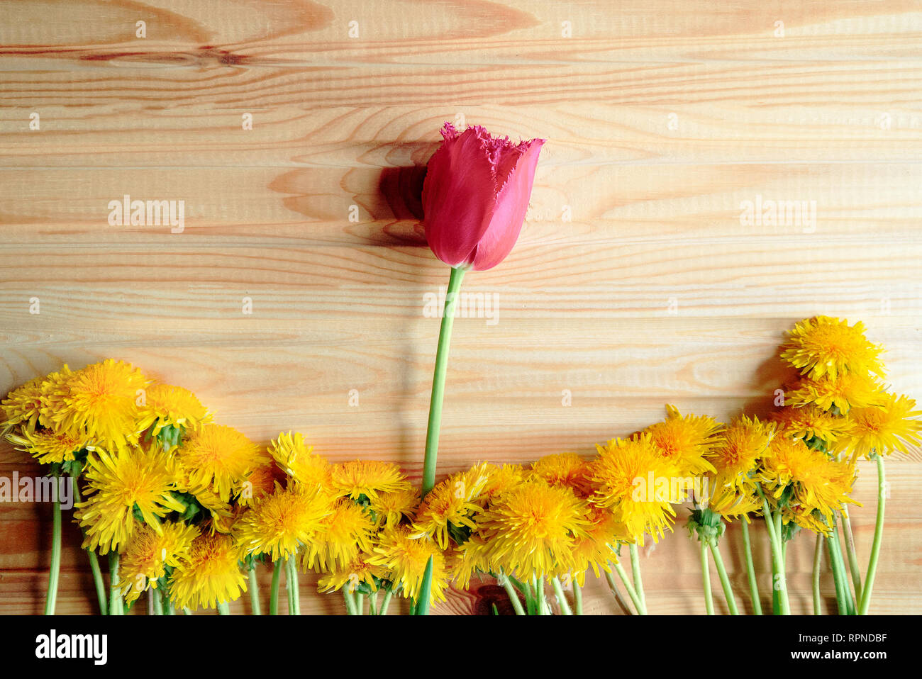Nicht zu sein wie alle, sich von der Masse abzuheben, auf einem Holztisch, eine rote Tulpe und gelben Löwenzahn liegen. Hintergrund Stockfoto