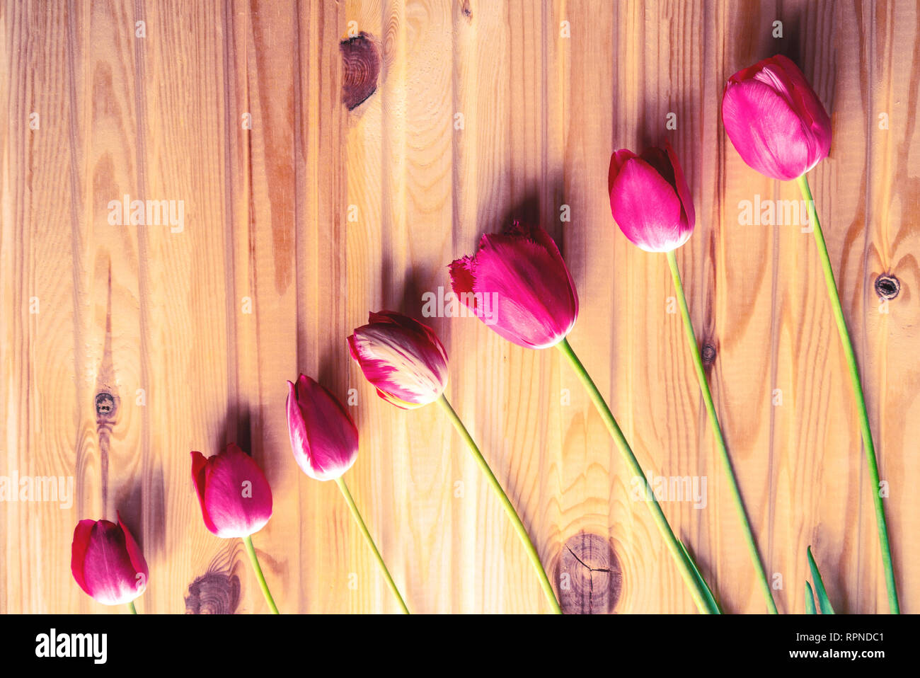 Liniendiagramm der Wachstum von roten Tulpen auf einem Holztisch. Hintergrund. getönt Stockfoto