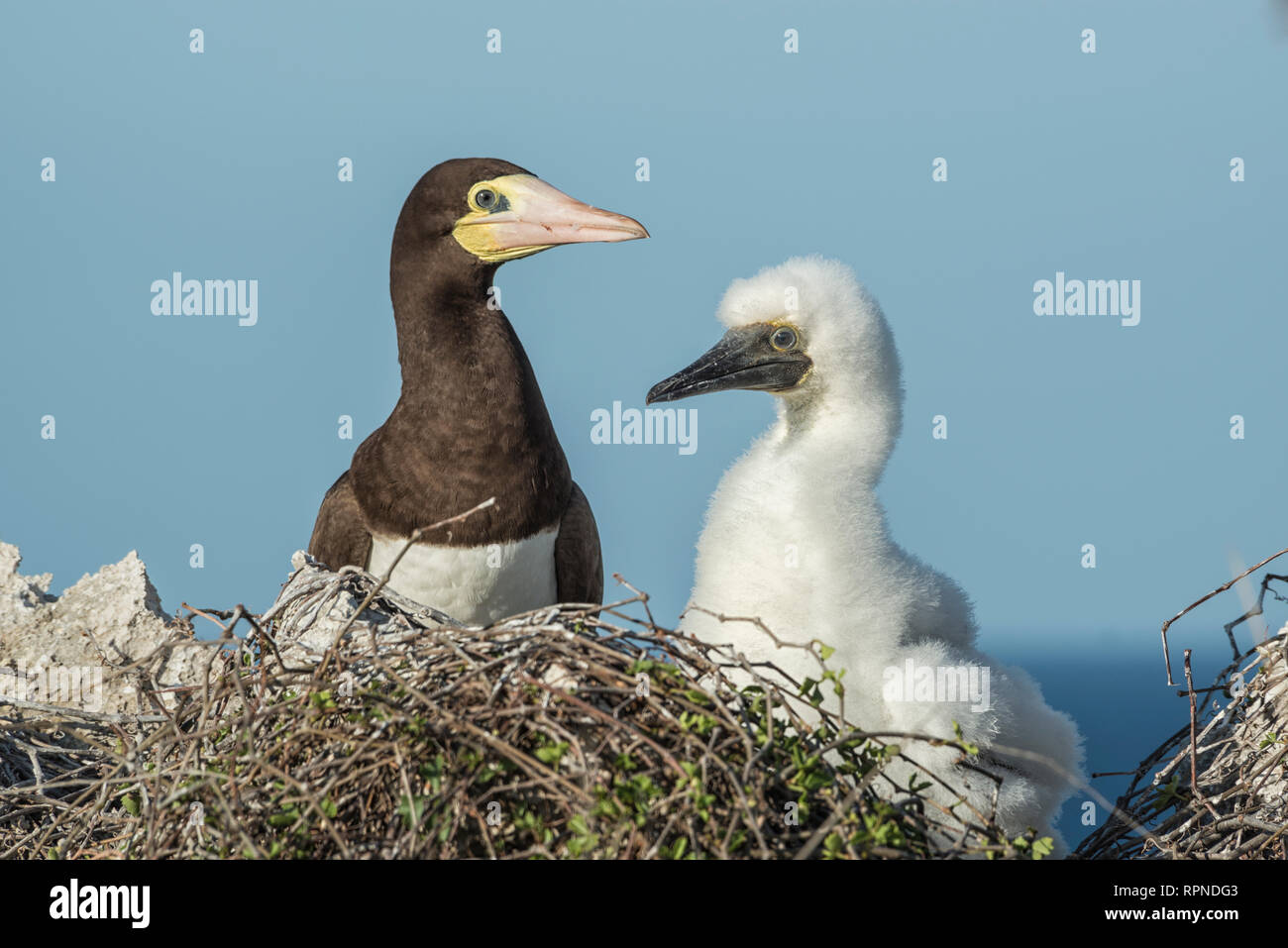 Zoologie/Tiere, Vogel/Vögeln (Aves), Brown Booby (Sula leucogaster) mit Küken im Nest auf Caym, Additional-Rights - Clearance-Info - Not-Available Stockfoto