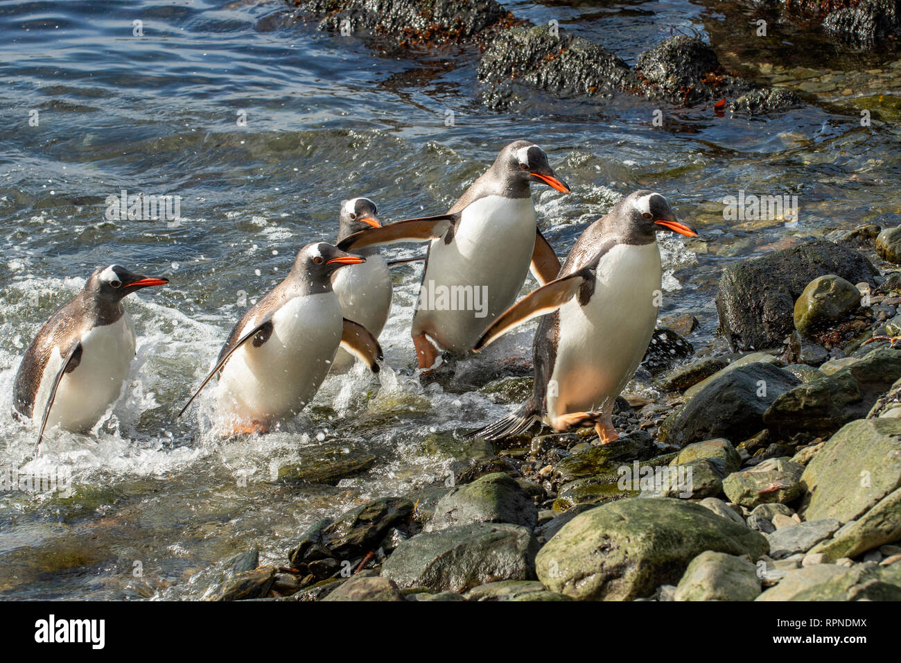 Gentoo Penguins, Pygoscelis papua, South Georgia Stockfoto