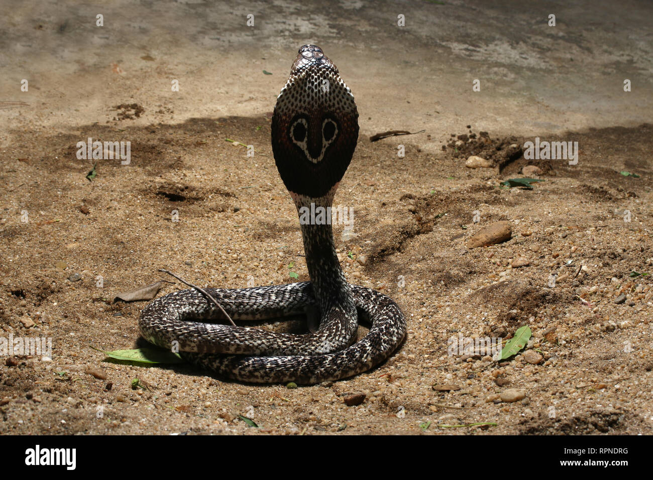 Indische Kobra (naja NAJA) Stockfoto
