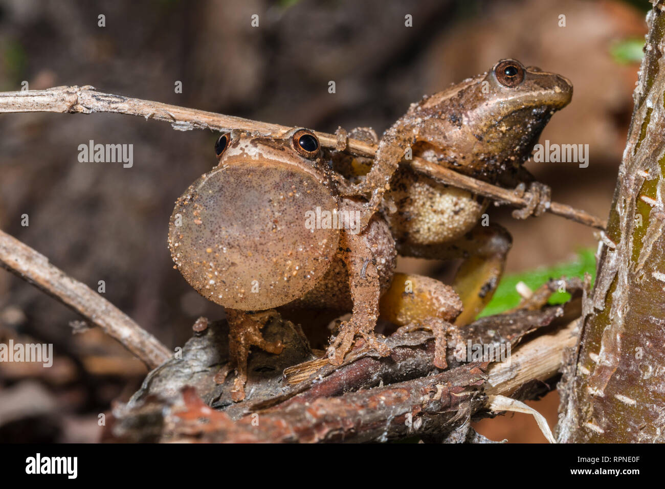 Zoologie/Tiere, Amphibien (Amphibia), Spring Peepers (Pseudacris Kreuzblütler) mit Vocal sac aufgeblasen, Additional-Rights - Clearance-Info - Not-Available Stockfoto