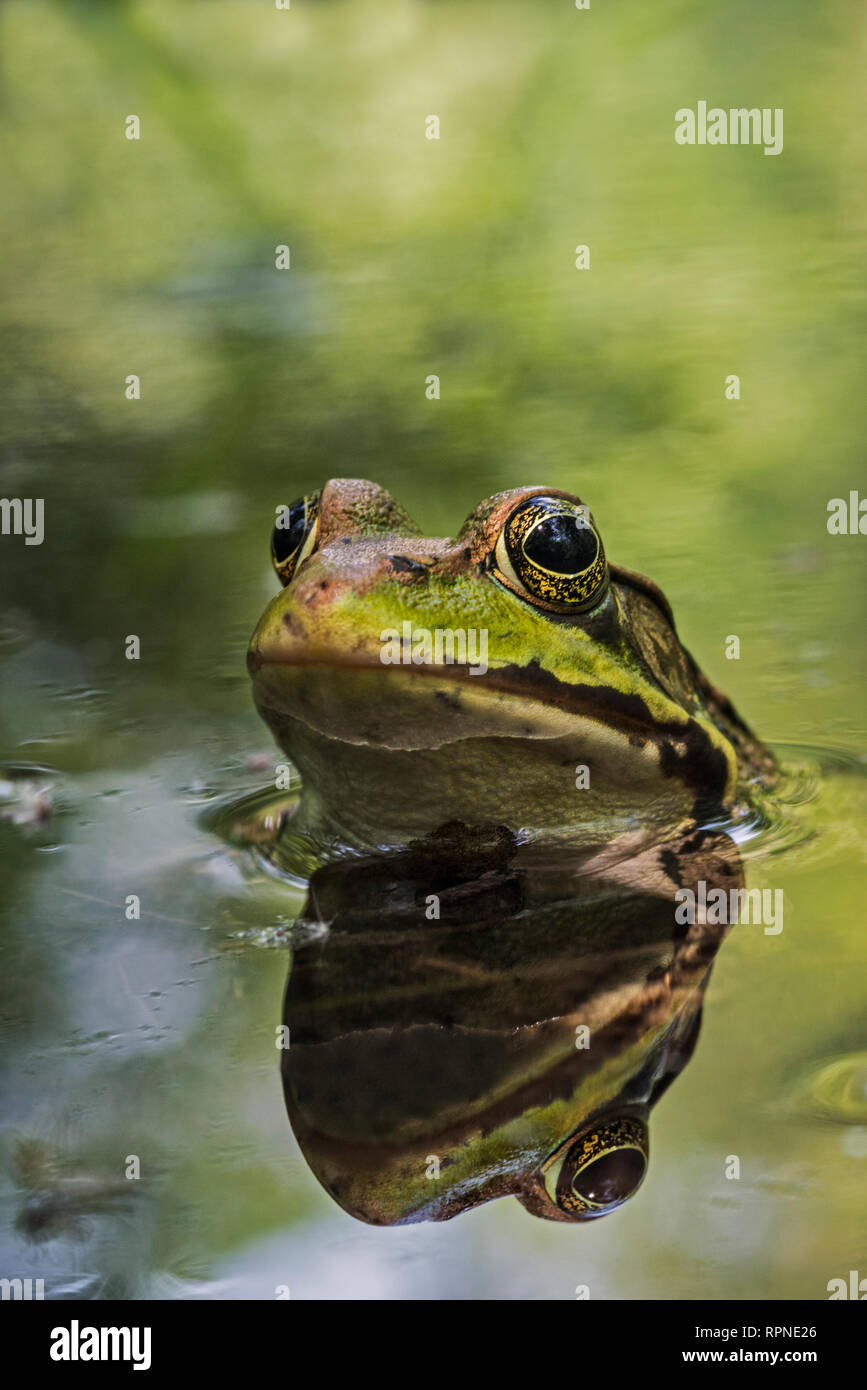 Zoologie/Tiere, Amphibien (Amphibia), Green Frog (Rana clamitans) bei kleinen provinziellen Marsh Wildlife, Additional-Rights - Clearance-Info - Not-Available Stockfoto