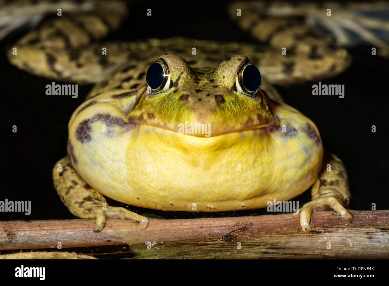 Zoologie/Tiere, Amphibien (Amphibia), Green Frog (Rana clamitans) mit Vocal sac aufgeblasen während Cho, Additional-Rights - Clearance-Info - Not-Available Stockfoto