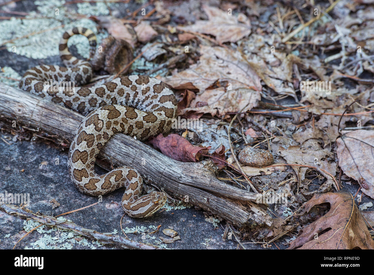 Zoologie/Tiere, Reptilien (Reptilia), östliche massasauga Klapperschlange (Sistrurus catenatus) in Killbea, Additional-Rights - Clearance-Info - Not-Available Stockfoto