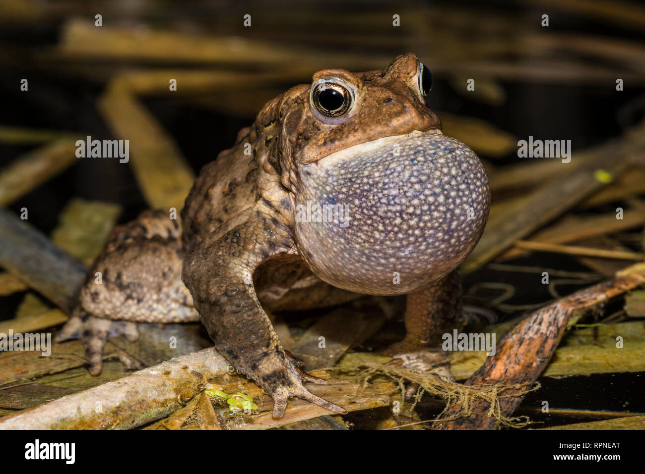 Zoologie/Tiere, Amphibien (Amphibia), eine männliche Amerikanische Kröte (Bufo americanus) mit Vocal sac aufblasen, Additional-Rights - Clearance-Info - Not-Available Stockfoto