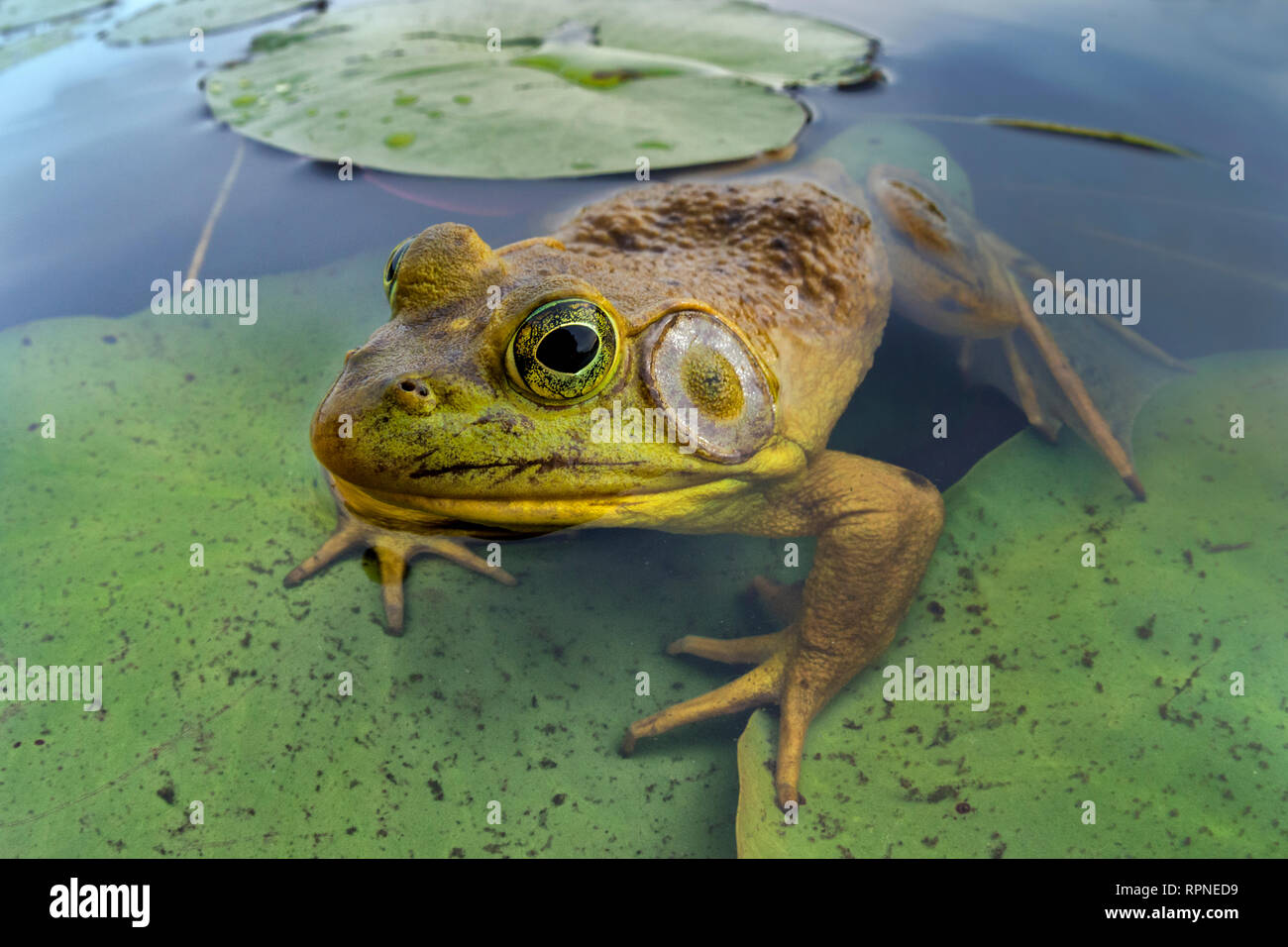 Zoologie/Tiere, Amphibien (Amphibia), Ochsenfrosch (Rana catesbeiana) in Feuchtgebieten am Hufeisensee in M, Additional-Rights - Clearance-Info - Not-Available Stockfoto