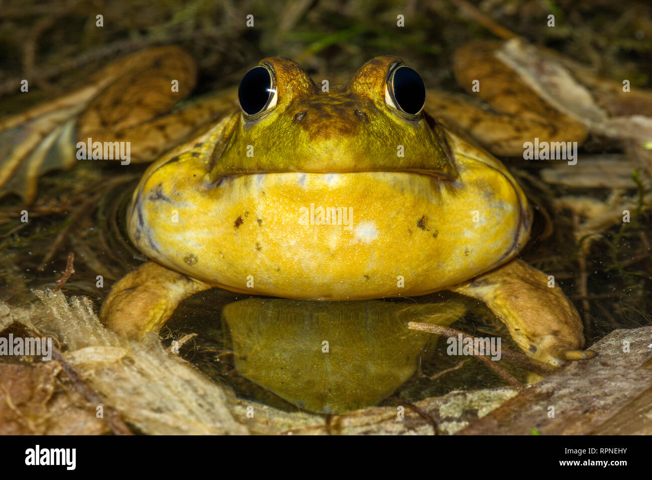 Zoologie/Tiere, Amphibien (Amphibia), Green Frog (Rana clamitans) mit Vocal sac aufgeblasen während Cho, Additional-Rights - Clearance-Info - Not-Available Stockfoto
