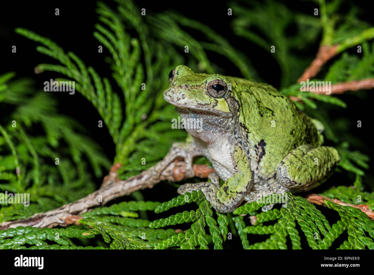 Zoologie/Tiere, Amphibien (Amphibia), Grauer Laubfrosch (Hyla versicolor) unter Feuchtgebiet Vegetation auf, Additional-Rights - Clearance-Info - Not-Available Stockfoto