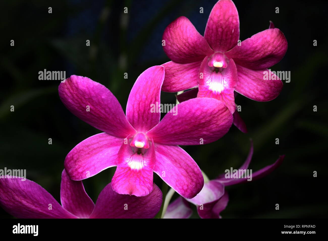 Orchideen Stockfoto